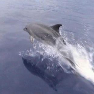 Dolfijnen - Dolphins