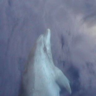 dolfijnen_8