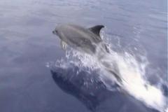 Dolfijnen - Dolphins