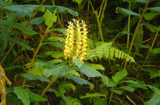 Fajã d’Além