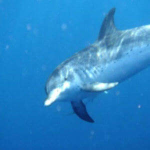 Dolfijnen São Jorge Azoren - Dolphins Sao Jorge Azores