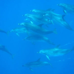 Dolfijnen São Jorge Azoren - Dolphins Sao Jorge Azores