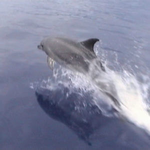 Dolfijnen São Jorge Azoren - Dolphins Sao Jorge Azores