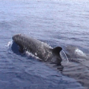 Dolfijnen São Jorge Azoren - Dolphins Sao Jorge Azores