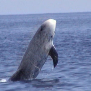 Dolfijnen São Jorge Azoren - Dolphins Sao Jorge Azores