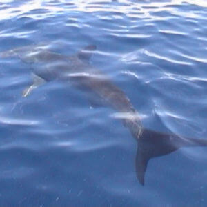 Dolfijnen São Jorge Azoren - Dolphins Sao Jorge Azores