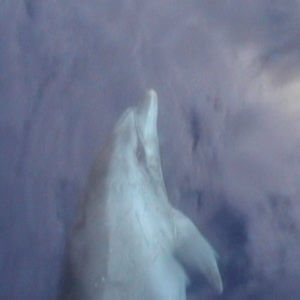 Dolfijnen São Jorge Azoren - Dolphins Sao Jorge Azores