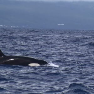 Orca Sao Jorge Azores